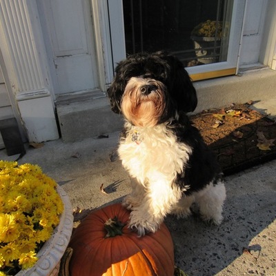 Timeline: Most damaging Tsunamis