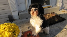 Timeline: Most damaging Tsunamis