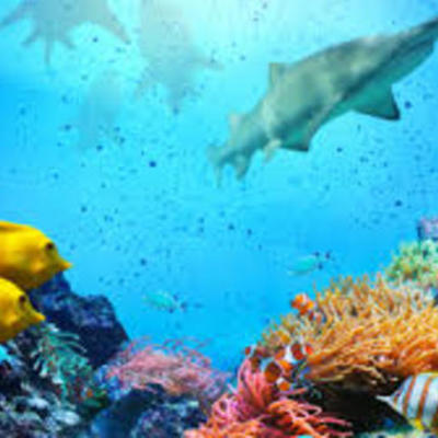 Timeline: ANIMALES MARINOS MÁS ANTIGUOS