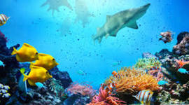 Timeline: ANIMALES MARINOS MÁS ANTIGUOS