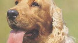 Timeline: BIOGRAFIA DE POPITO