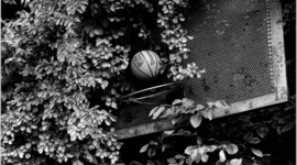 Timeline: Krepšinio istorija