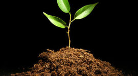 Timeline: Evolution of first plants