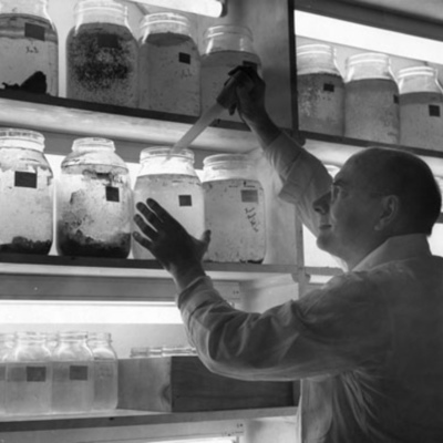 Timeline: History of Genetics