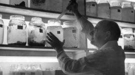 Timeline: History of Genetics