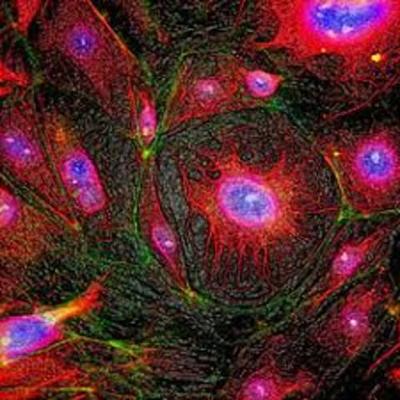 Timeline: La vida de la célula