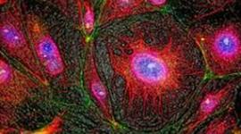 Timeline: La vida de la célula