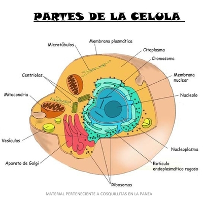 Timeline: El descubrimiento de la célula y la teoría celular