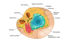Timeline: El descubrimiento de la célula y la teoría celular