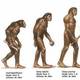 Xevolucion hominidos.jpg.pagespeed.ic.t te3wc1bh
