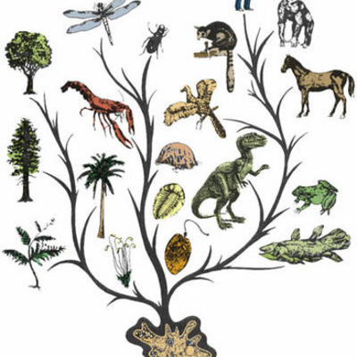 Timeline: Como entender la Evolucion