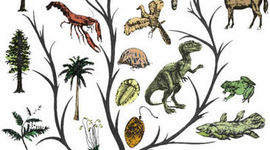 Timeline: Como entender la Evolucion