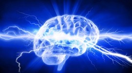 Timeline: ¿De dónde viene y para dónde va el cerebro?