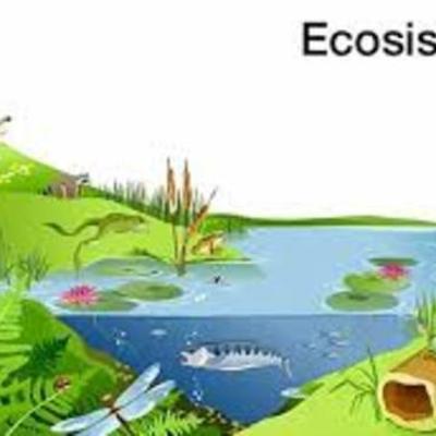 Timeline: ecosistemas