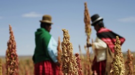 Timeline: Factoría Quinoa.