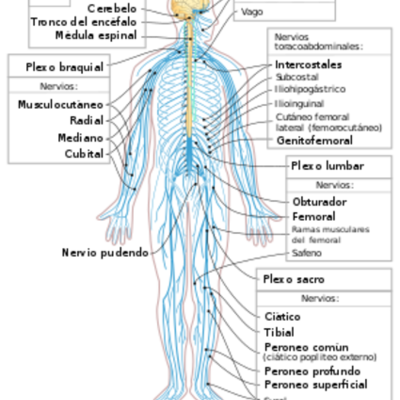 Timeline: evolución del sistema nervioso