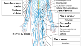Timeline: evolución del sistema nervioso