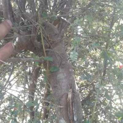 Timeline: Bonsái de Sarar por acodo aereo