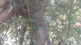 Timeline: Bonsái de Sarar por acodo aereo