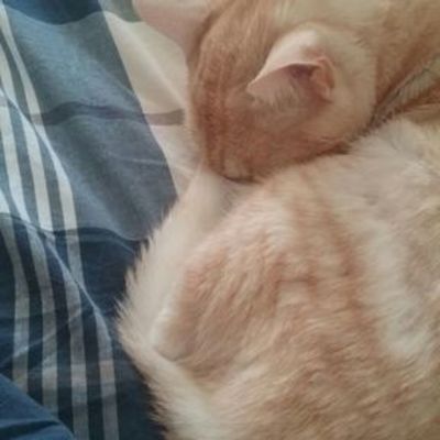 Timeline: La reina gata