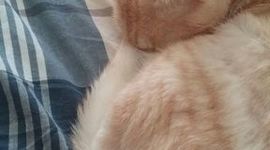 Timeline: La reina gata