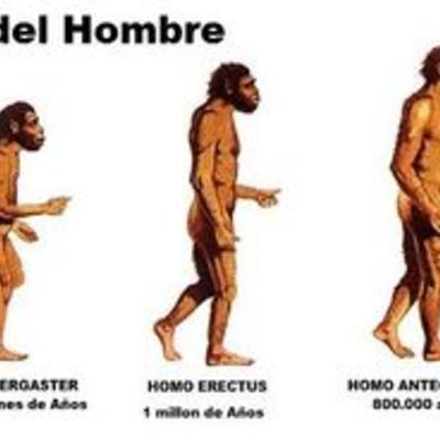 Timeline: EVOLUCION DEL HOMBRE