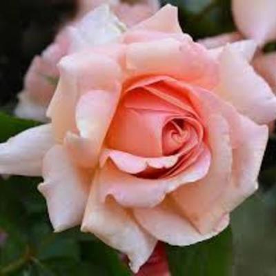 Timeline: dance rose