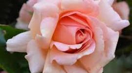 Timeline: dance rose