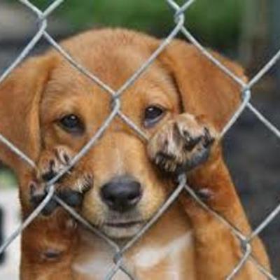 Timeline: MALTRATO ANIMAL