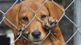 Timeline: MALTRATO ANIMAL