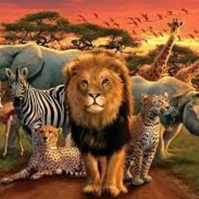 Timeline: Reino Animal por fabian moreno