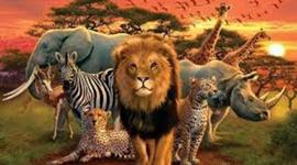 Timeline: Reino Animal por fabian moreno