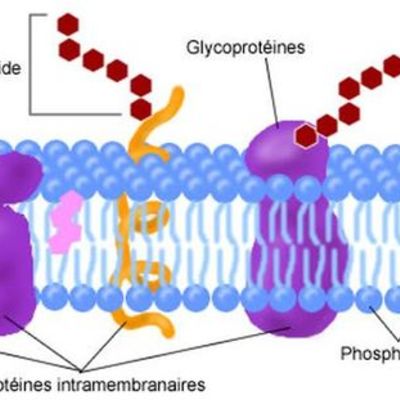 Timeline: Membrane plasmique