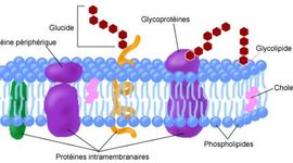 Timeline: Membrane plasmique
