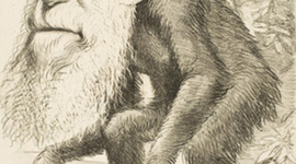 Timeline: EL ORIGEN DEL HOMBRE: SU EVOLUCIÓN