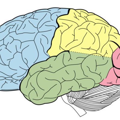Timeline: Historia de la Neuropsicología