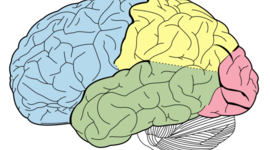 Timeline: Historia de la Neuropsicología