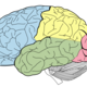 1280px lobes of the brain nl.svg