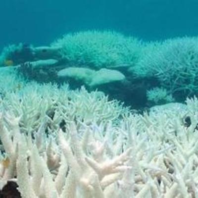 Timeline: Coral blanco