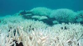 Timeline: Coral blanco