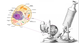 Timeline: La Teoría Celular