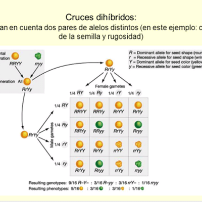 Timeline: Evolucion de los cruces monohibrido y dihibrido