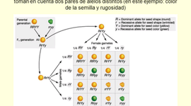 Timeline: Evolucion de los cruces monohibrido y dihibrido