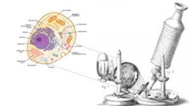 Timeline: Teoría celular