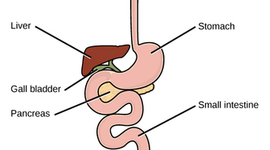 Timeline: Digestive System Week 11/8