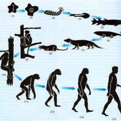 Timeline: Evolución del hombre