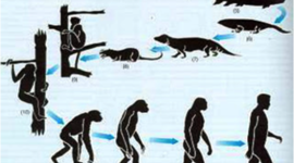 Timeline: Evolución del hombre