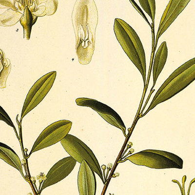 Timeline: THE HISTORY COCA BY ALONSO