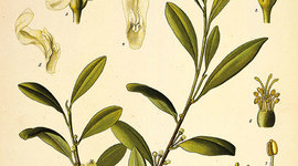 Timeline: THE HISTORY COCA BY ALONSO