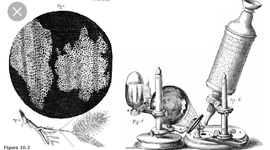 Timeline: Teoría célular